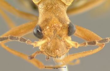 Media type: image;   Entomology 2839 Aspect: head frontal view